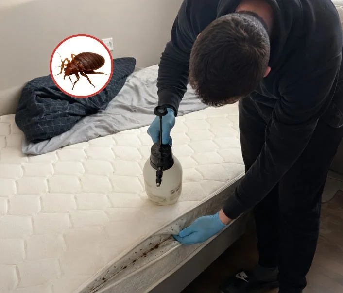 Technicien traitant un matelas contre les punaises de lit à Morsang-sur-Seine